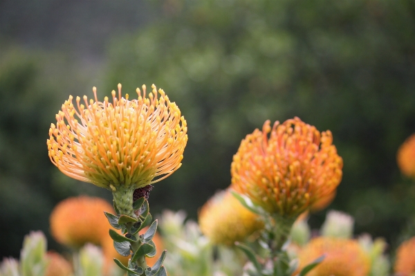 Nature blossom plant photography Photo