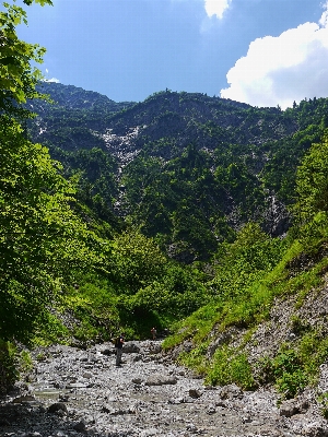 Landscape tree nature forest Photo