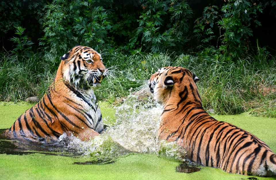 水 野生動物 動物園 肖像画