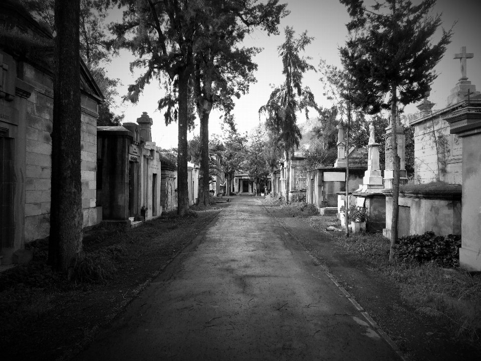 Arbre chemin noir et blanc
 route