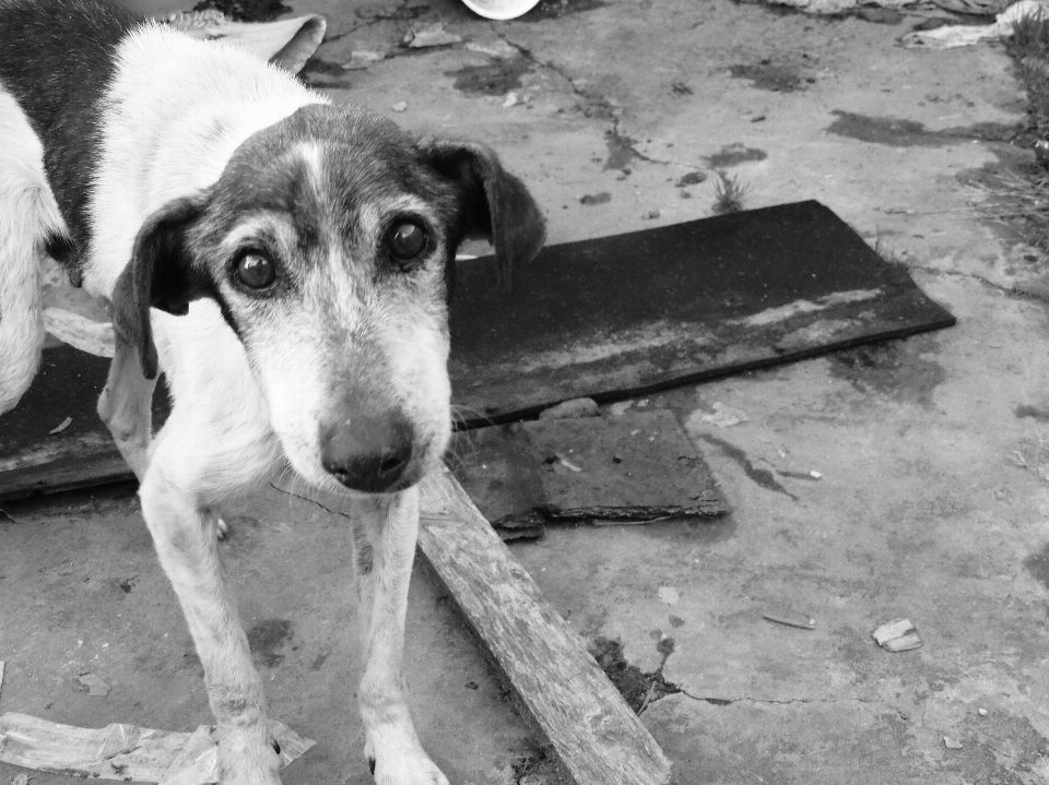 Black and white street dog canine