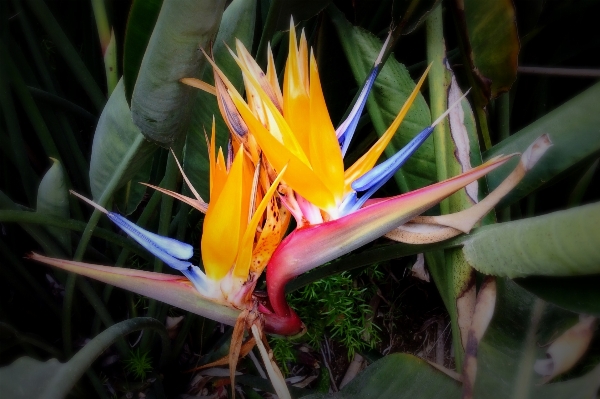 Nature plant leaf flower Photo