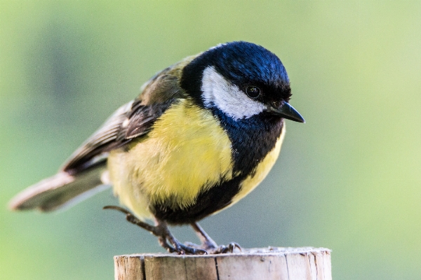 自然 鳥 動物 野生動物 写真