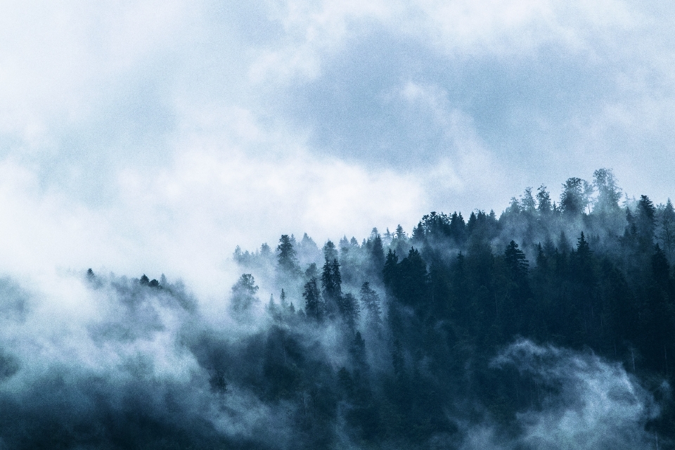 Landschaft baum natur wald