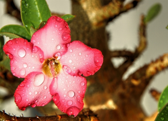 Nature branch blossom plant Photo