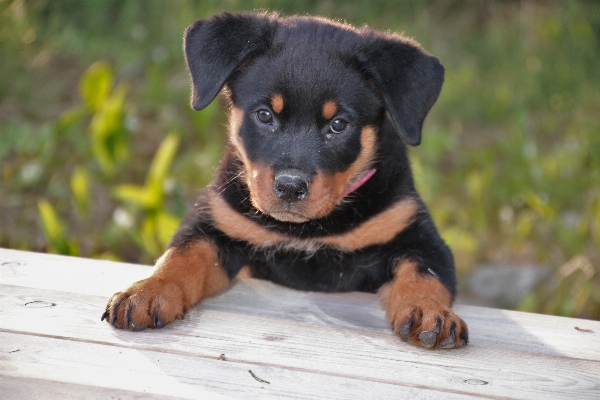 Foto Anak anjing imut-imut musim panas