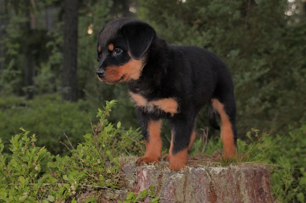 Foto Alam hutan manis anak anjing