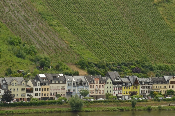 Grape vineyard wine field Photo