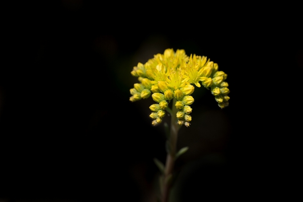 Nature blossom plant photography Photo