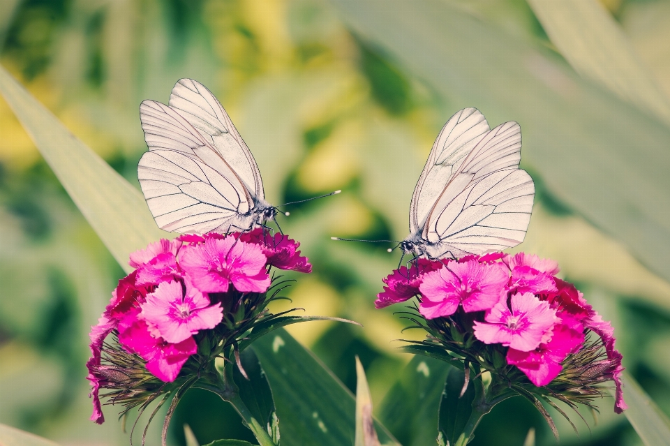 Natur blüte fotografie blume