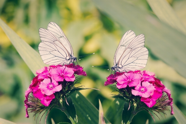 Foto Natureza florescer fotografia flor