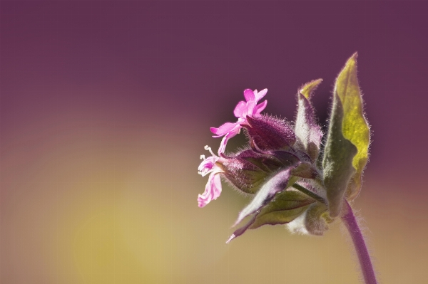 Foto Natureza florescer plantar fotografia