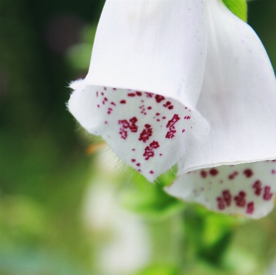 Nature blossom plant white Photo