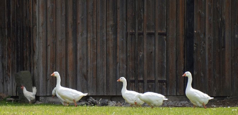 Bird meadow barn animal Photo