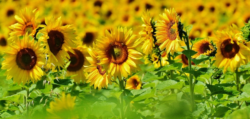 Foto Natura fiore pianta sole