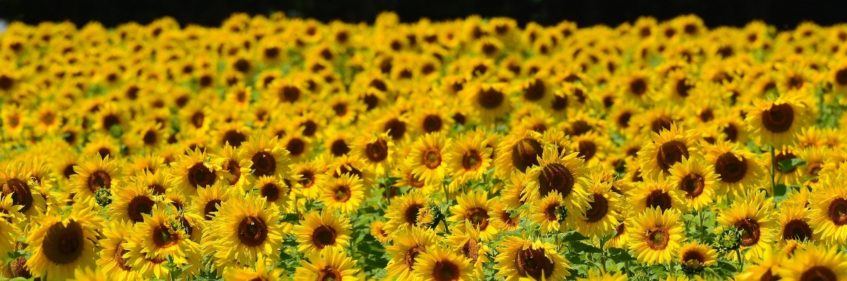 Natur blüte anlage sonne Foto