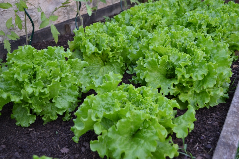 Plantar comida salada verde