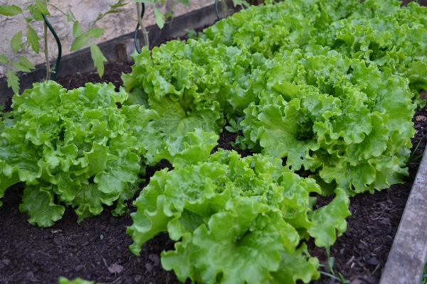 植物 食べ物 サラダ 緑 写真