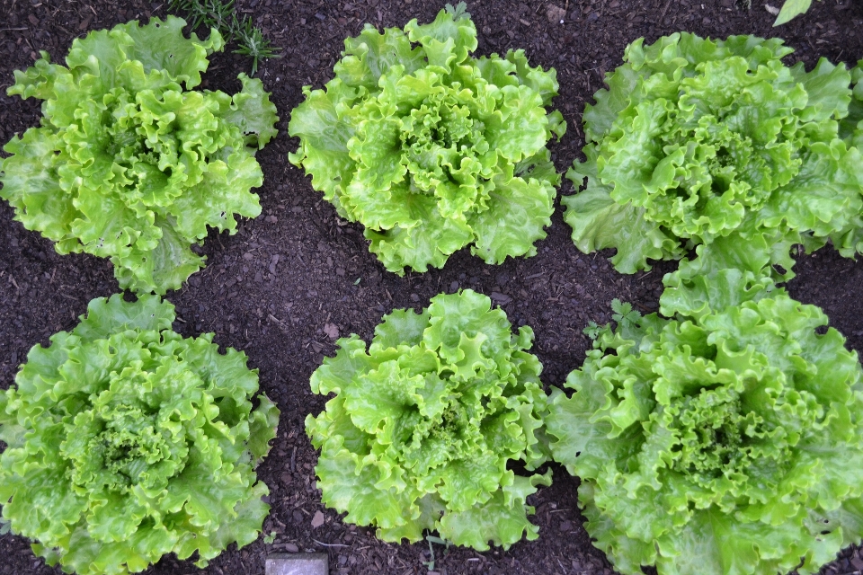 Food salad green harvest