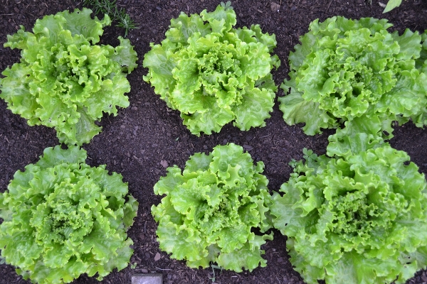 Photo Nourriture salade vert récolte