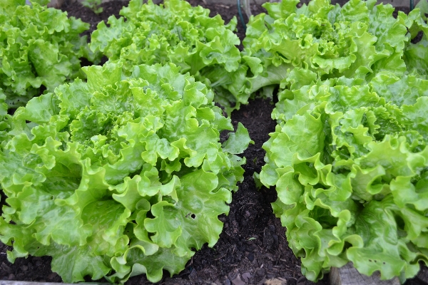 食べ物 緑 収穫 生産 写真