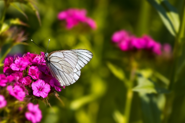 Nature grass blossom plant Photo