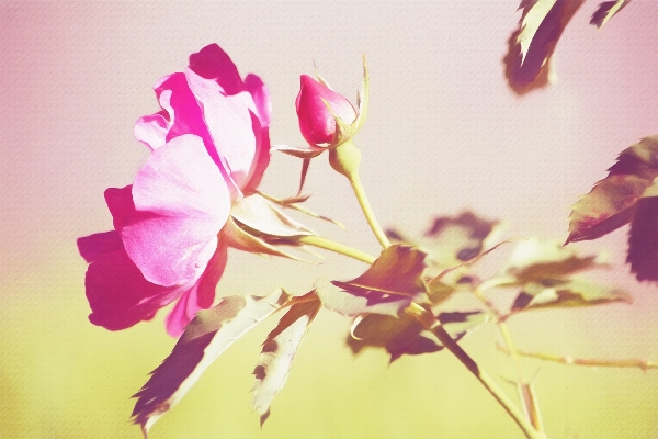 Branch blossom plant photography Photo