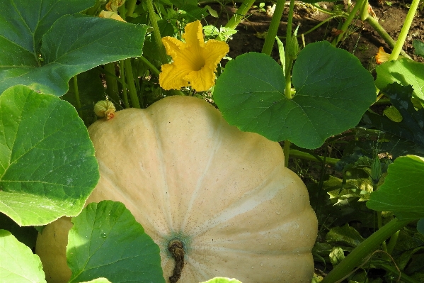 Foto Alam tanaman daun bunga