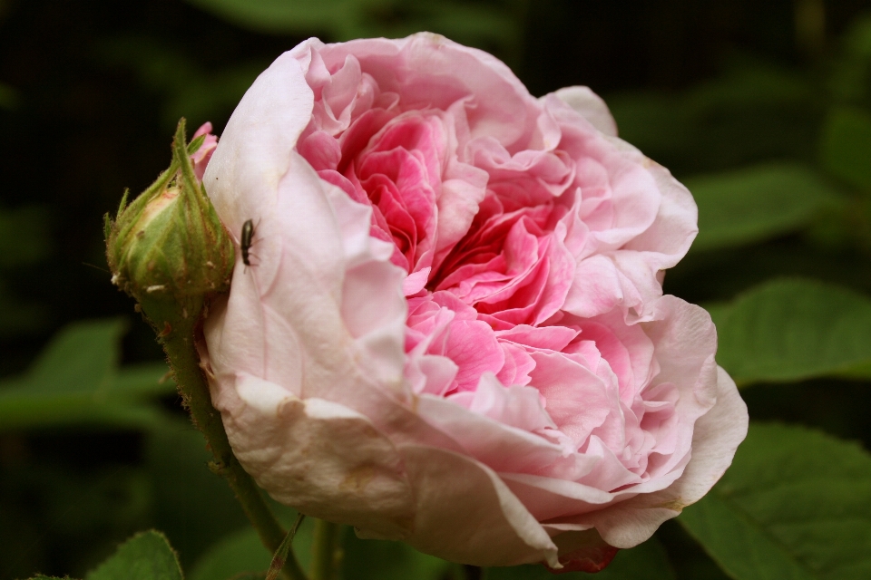 Fiore pianta petalo estate