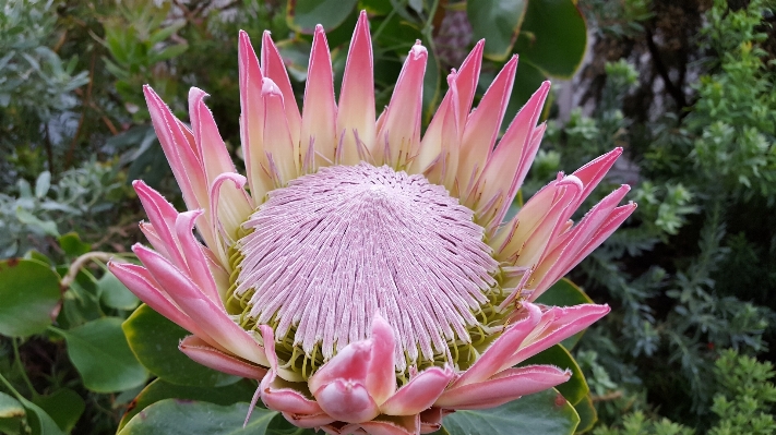 Plant flower petal botany Photo