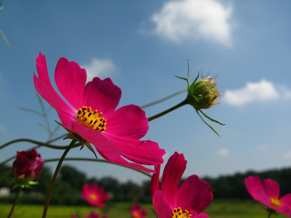 Natura fiore pianta cielo