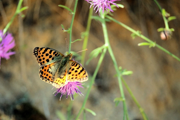 Nature grass meadow prairie Photo