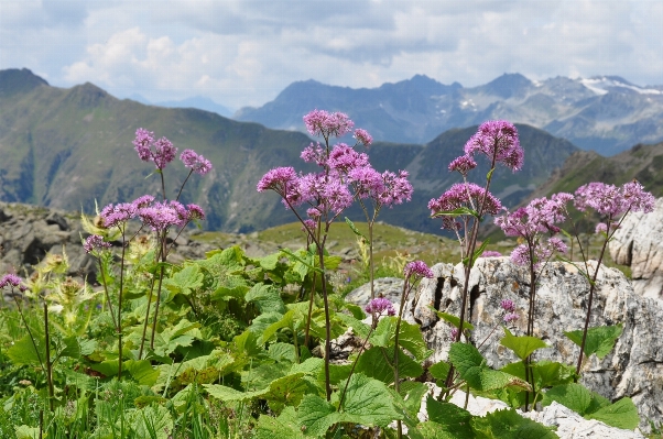 Landscape nature blossom plant Photo