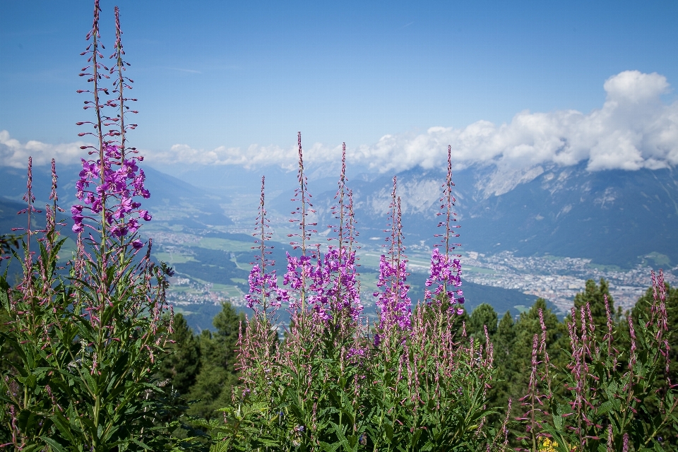 Paesaggio natura erba montagna