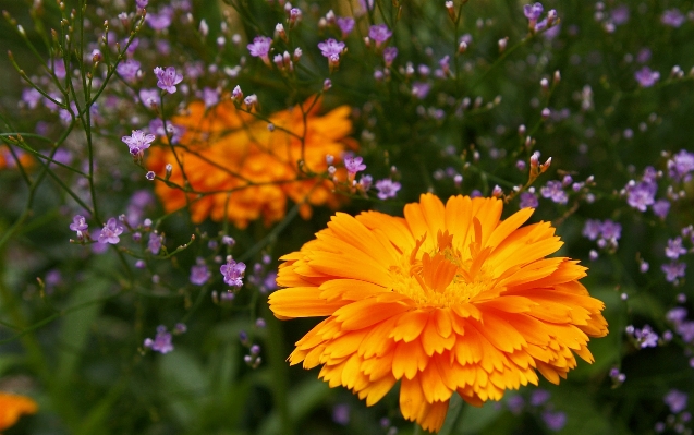 自然 花 植物 分野 写真