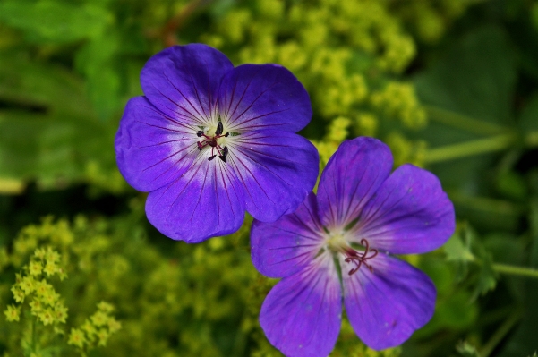 Nature blossom plant field Photo