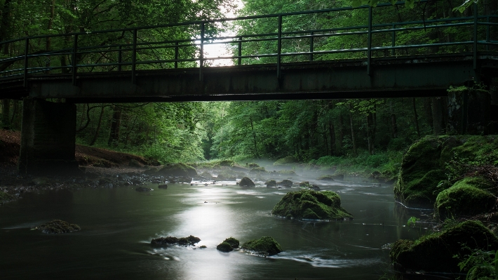 Landscape water nature forest Photo