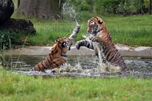 Foto Animal animais selvagens selvagem jardim zoológico