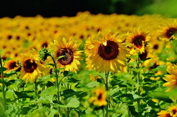 Nature blossom plant sun Photo