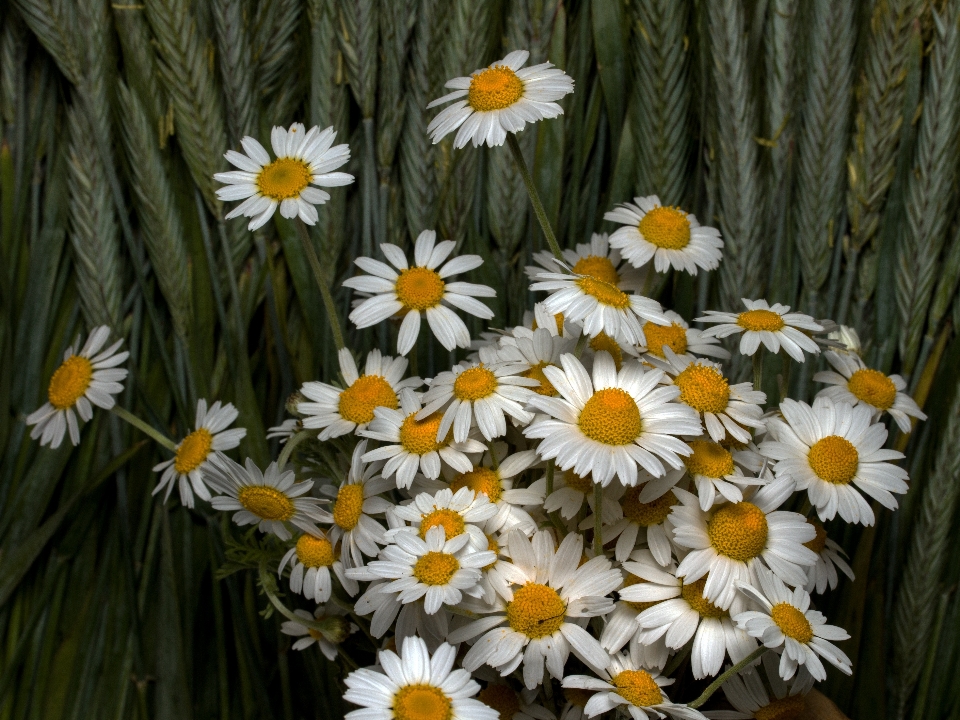 Usine fleur pétale marguerite