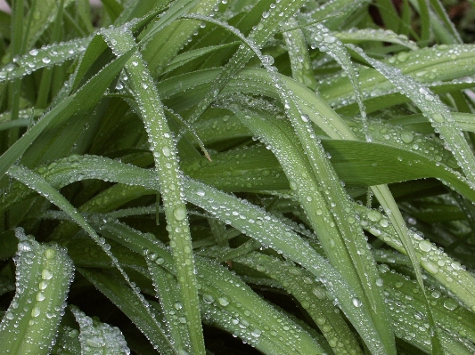 Water nature grass drop Photo