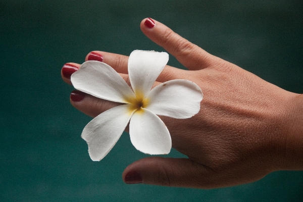 手 植物 女性 白 写真