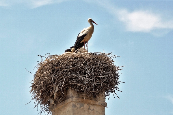 Foto Burung margasatwa paruh cerobong asap