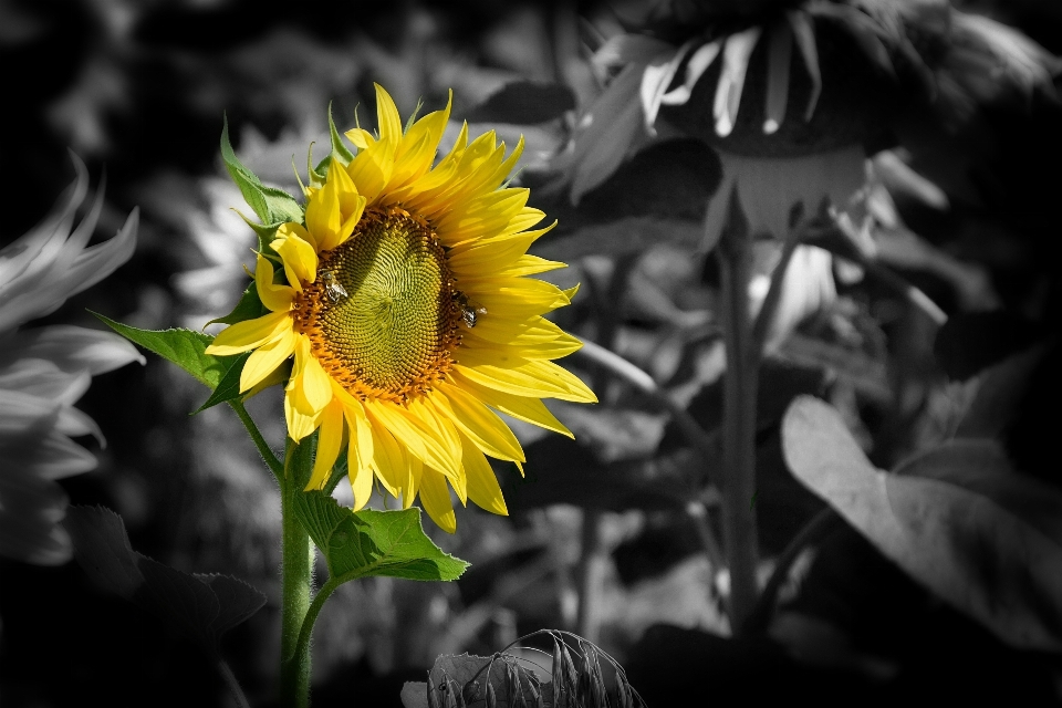 Noir et blanc
 usine la photographie fleur