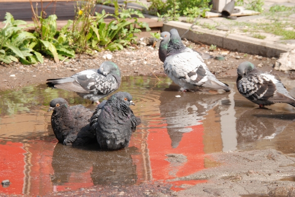 水 鳥 夏 動物園 写真