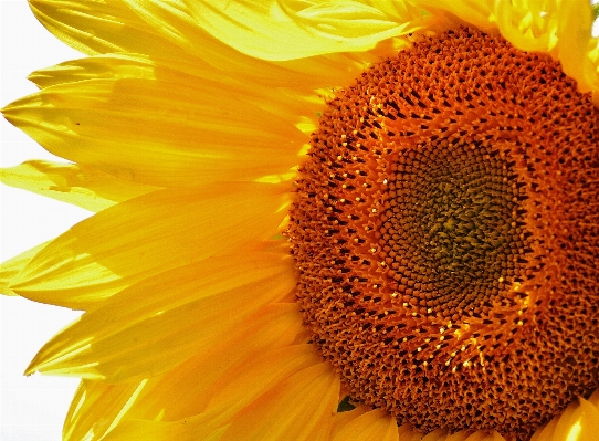 Nature blossom plant sun Photo