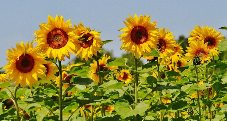 Foto Natura fiore pianta sole