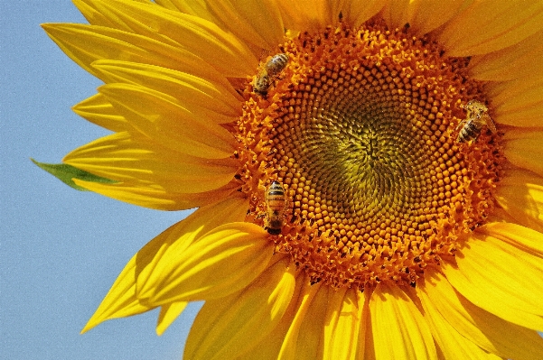 Nature blossom plant sun Photo