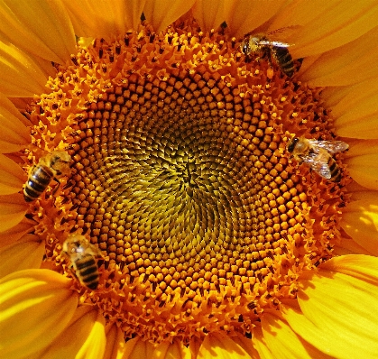 Nature blossom plant sun Photo