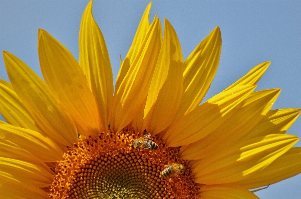 Nature blossom plant sun Photo